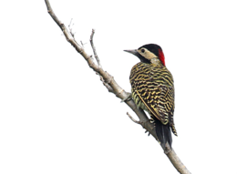 animals & Woodpecker free transparent png image.