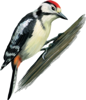 animals & Woodpecker free transparent png image.