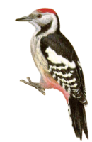 animals & Woodpecker free transparent png image.