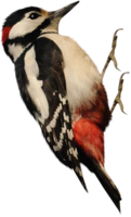 animals & Woodpecker free transparent png image.