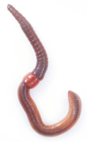 insects & Worms free transparent png image.