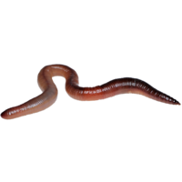 insects & Worms free transparent png image.