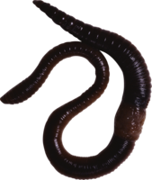 insects & Worms free transparent png image.