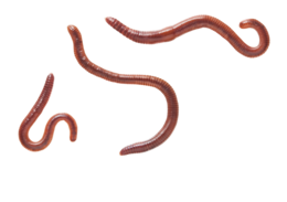 insects & worms free transparent png image.