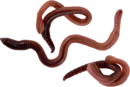 insects & Worms free transparent png image.