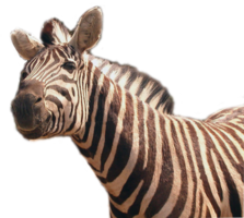 animals & Zebra free transparent png image.