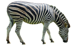 animals & zebra free transparent png image.