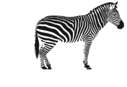 animals & zebra free transparent png image.